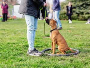 Positive Reinforcement Reward Based Training